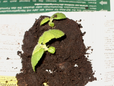 Gamm und Jot am 27.05.2007